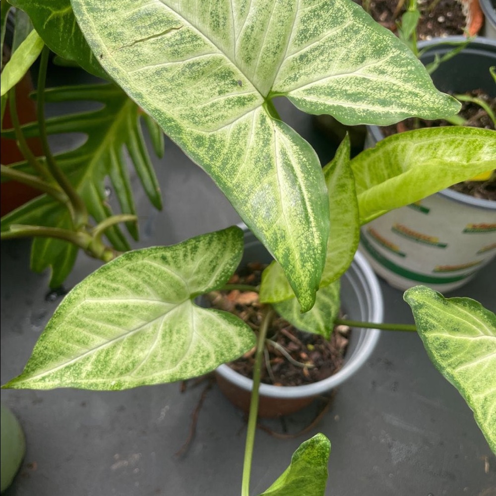 Gorgeous Healthy Ready to Plant or Pot Arrowhead Plants!